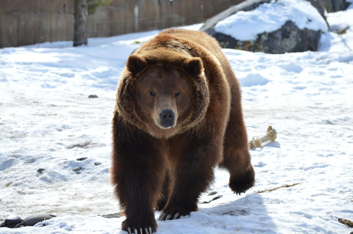 Montana Grizzly Encounter Tour Image 8