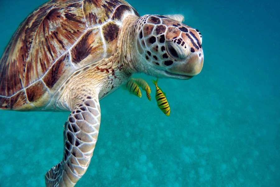 Eco-Friendly Travel in the Cayman Islands: How to Visit Sustainably