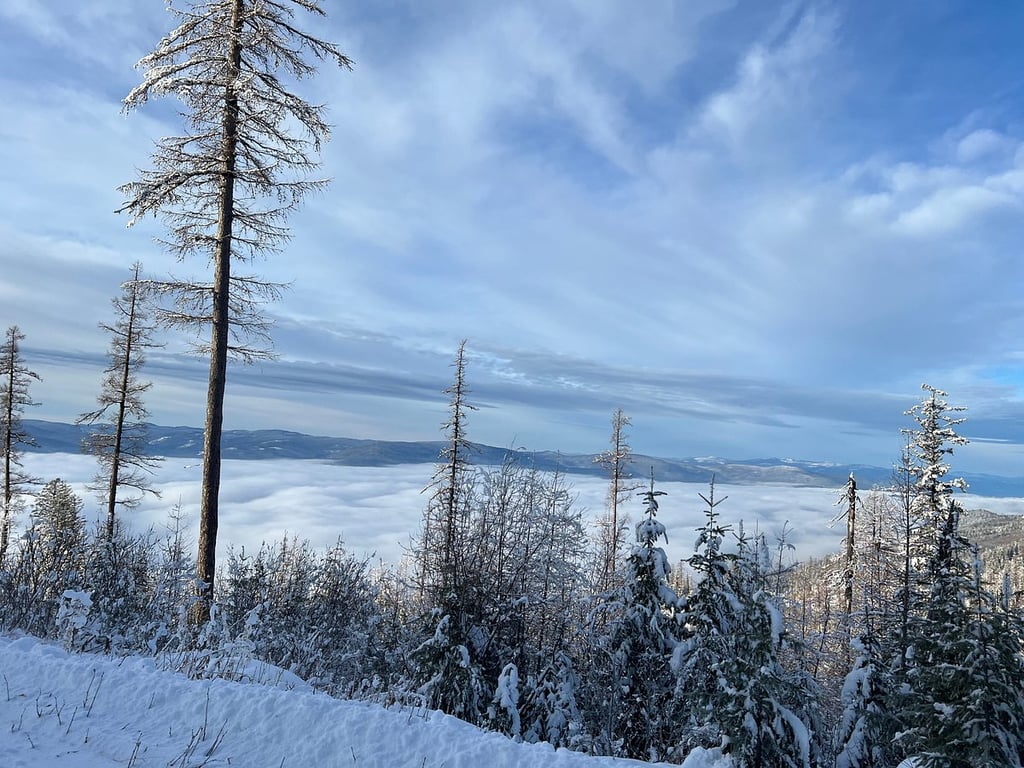 Winter Wonderland review image 1