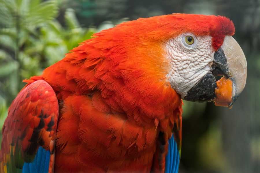  A colorful scarlet macaw with vivid red feathers, calmly enjoying a juicy fruit snack.