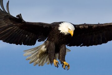 Tales & Tides: Alaskan Lore & Wildlife Cruise Tour Image 4