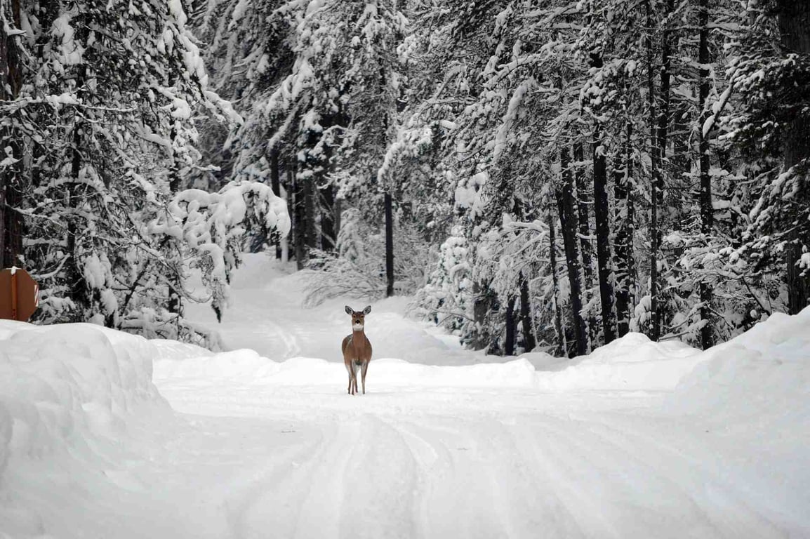 Private Glacier National Park Winter Scenic Tour Tour Image 2
