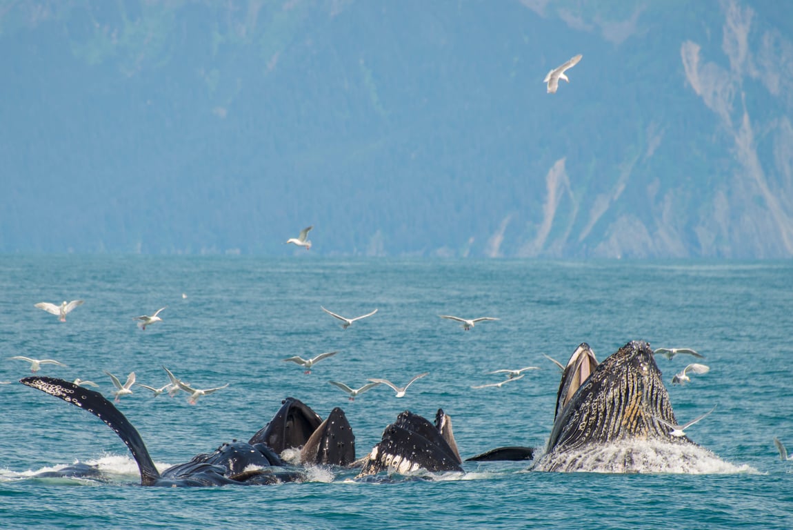 6 Hour Kenai Fjords National Park Cruise image