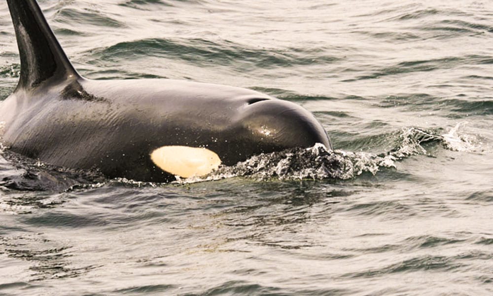 Whale Watching Tour Tour Image 30