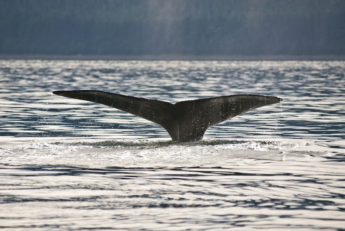 Juneau Whale Watching: A Journey into Alaska's Marine Wonderland