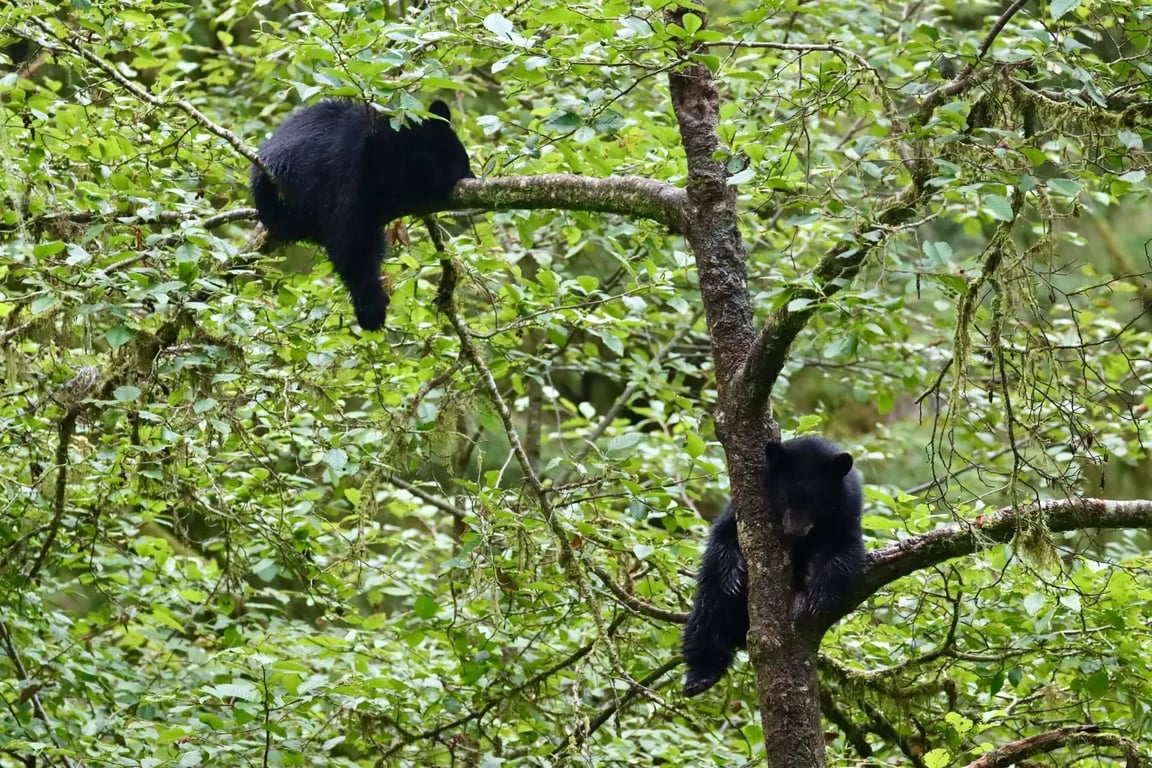 Bear Express Tour Tour Image 4