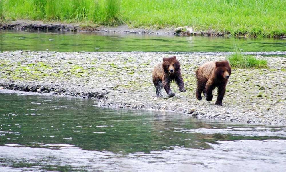 Pack Creek Brown Bear Viewing Tour Image 13