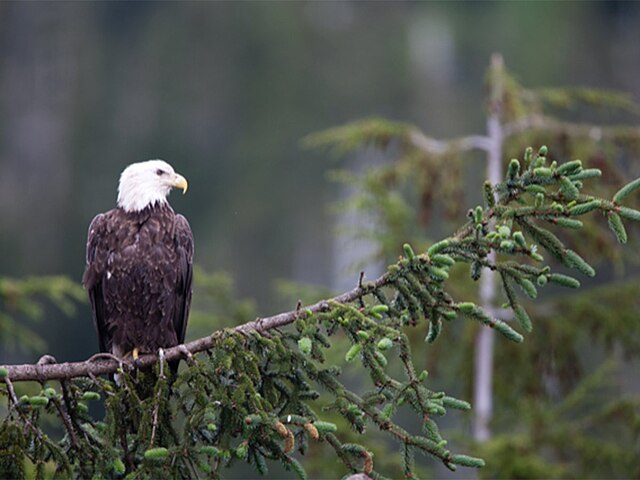 Discover the Wonders of Chugach National Forest with Alaska Shore Tours image