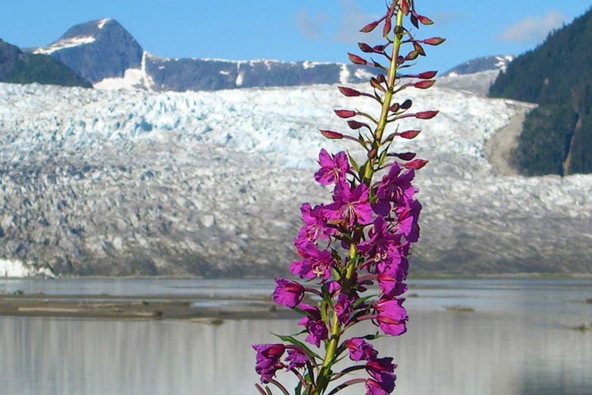 Taku Glacier Lodge Feast & 5-Glacier Seaplane Discovery Tour Image 4
