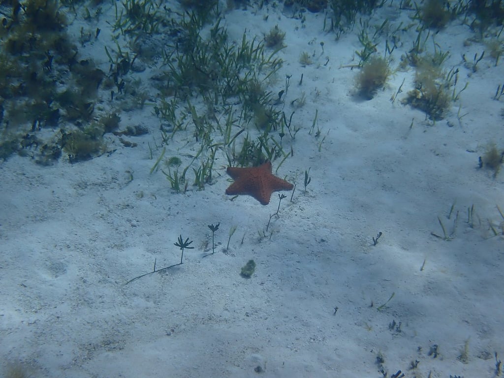 Great time, excellent snorkeling review image 0