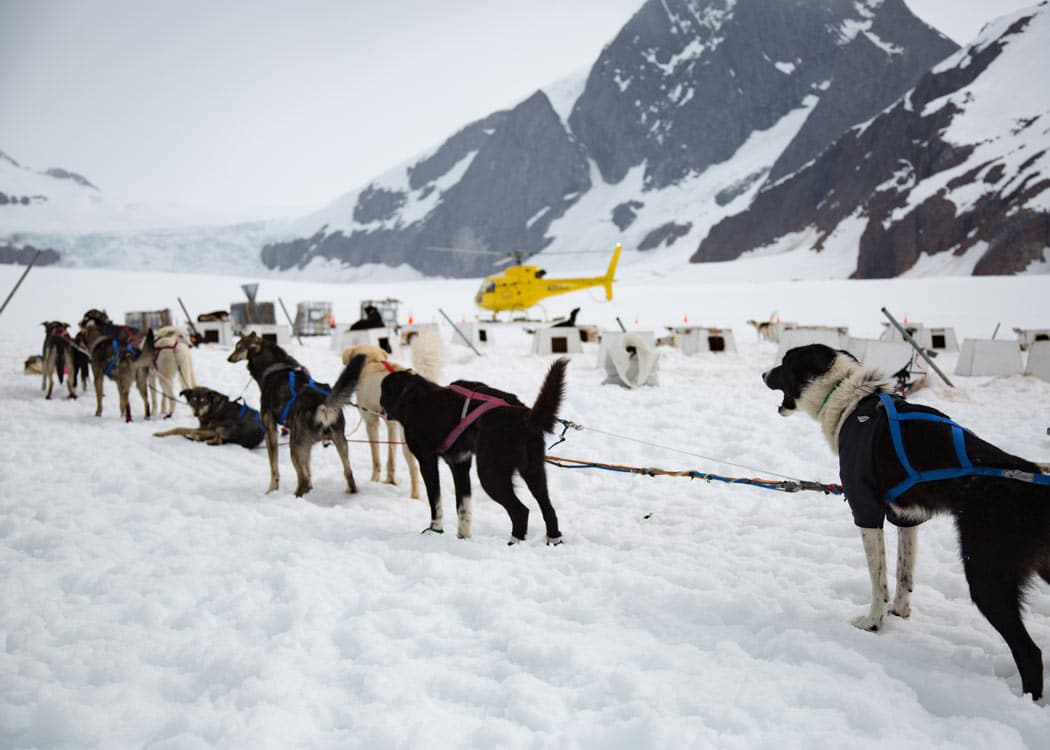 Helicopter Dogsledding with Extra Landing Tour Image 2