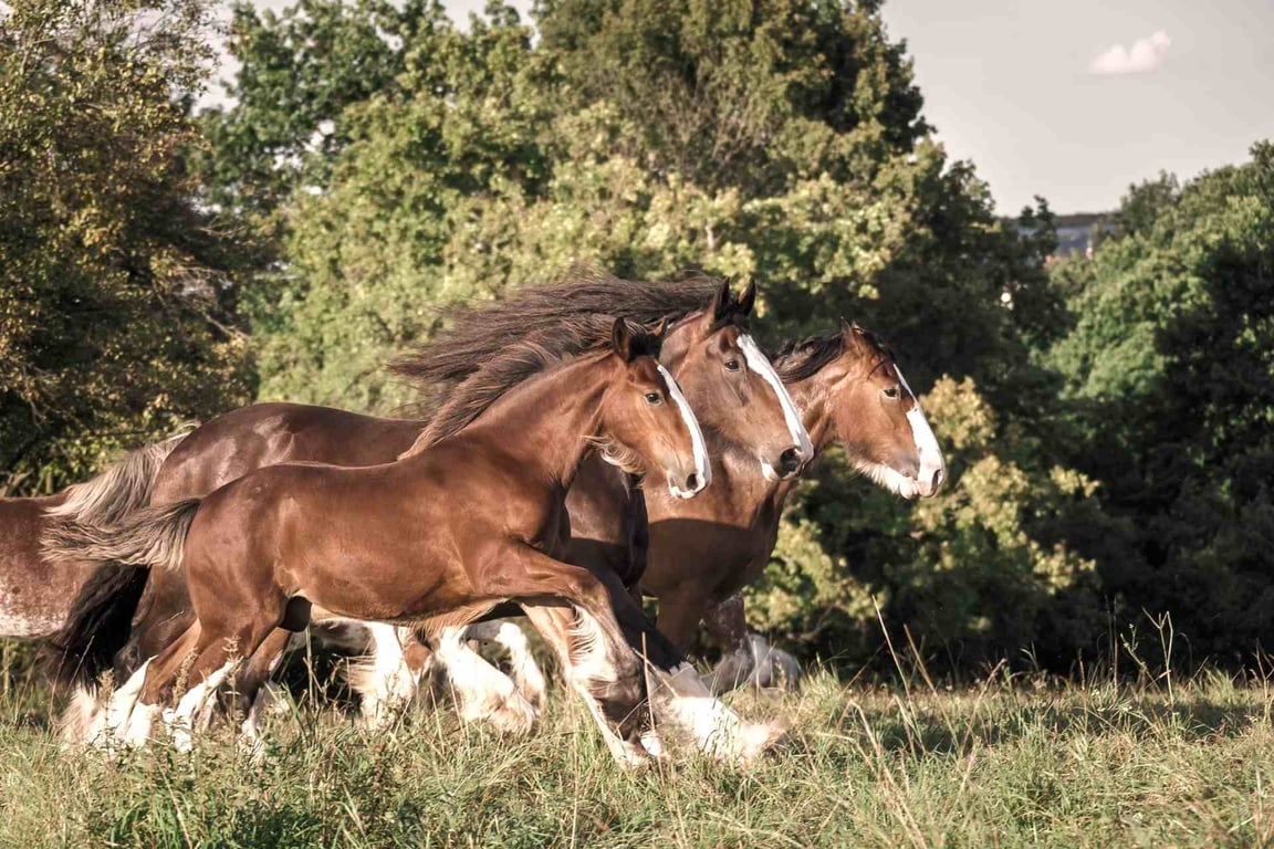 Clydesdale Horseback Riding Tour Image 8