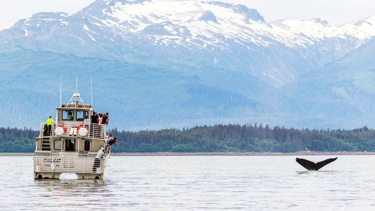 Juneau’s Marine Magic: A Whale Watching Adventure Guide image