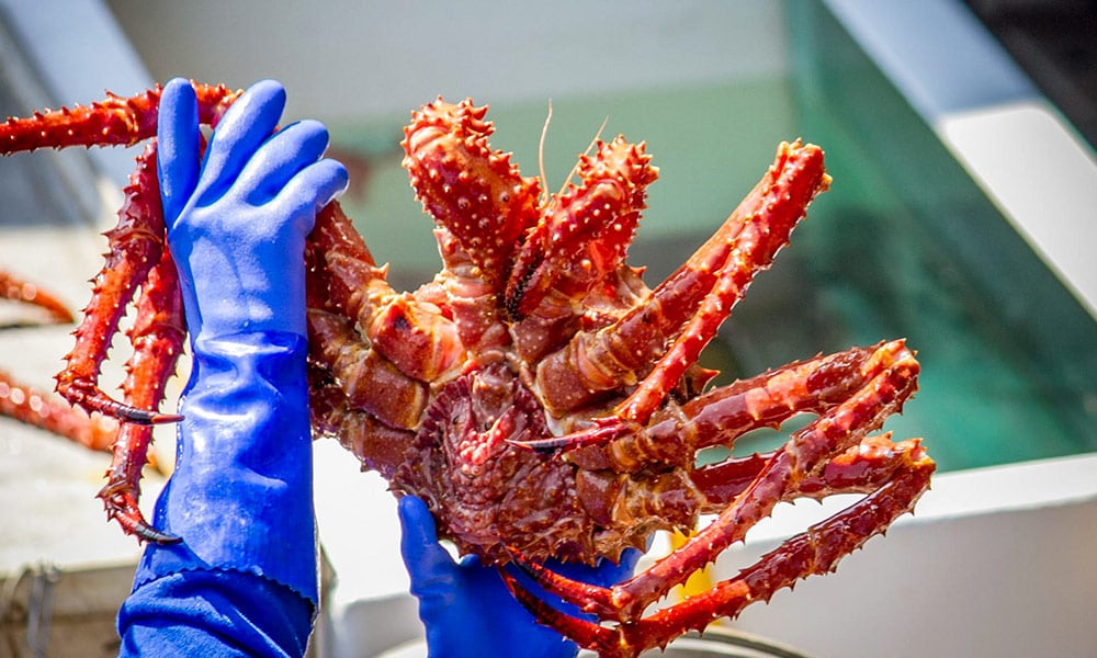 Planning your first trip to Alaska: 10 must-do tours for first-time visitors