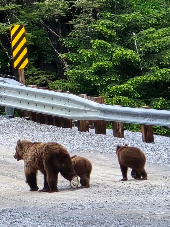 Land-Based Wildlife Tour Tour Image 2