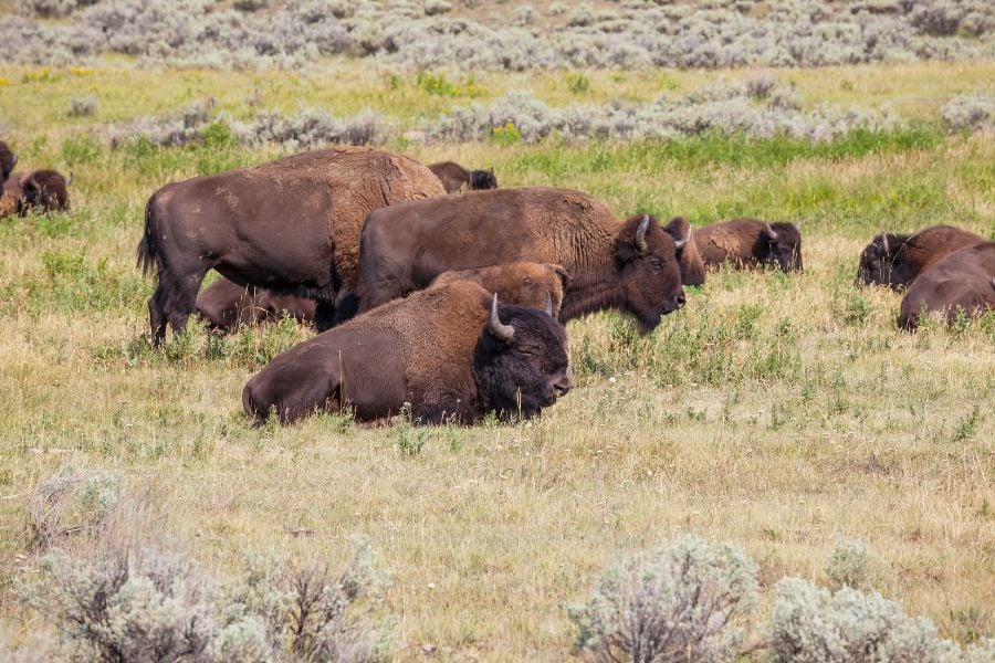 A herd of bison resting peacefully in the grassy Yellowstone plains.