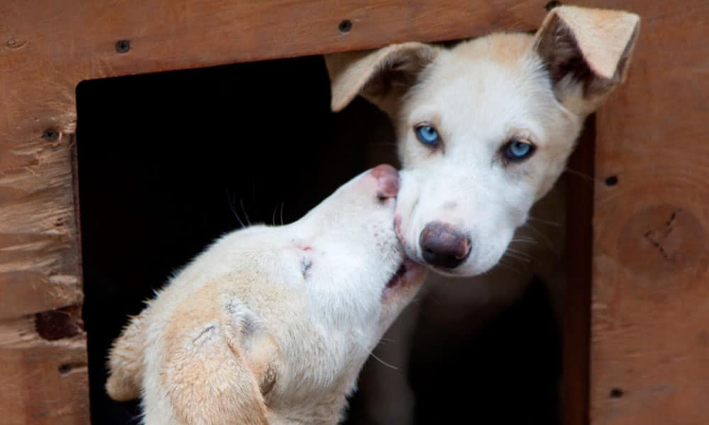 Skagway Sled Dog and Musher's Camp Tour Image 2