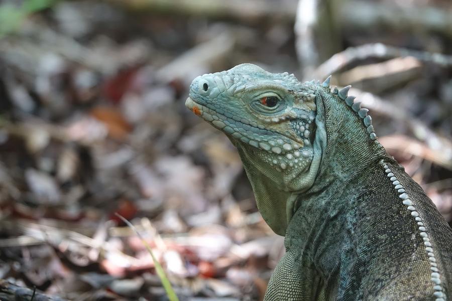 Eco-Friendly Travel in the Cayman Islands: How to Visit Sustainably