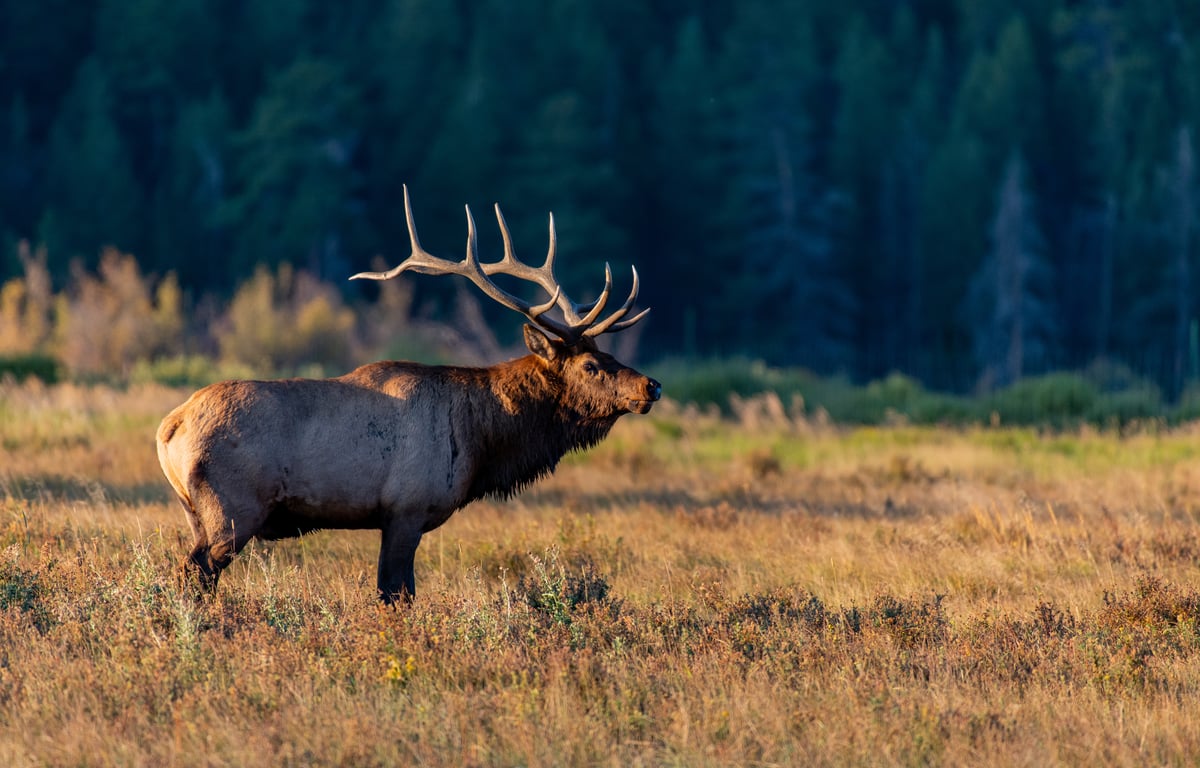 Full Day Grand Teton Tour Tour Image 4
