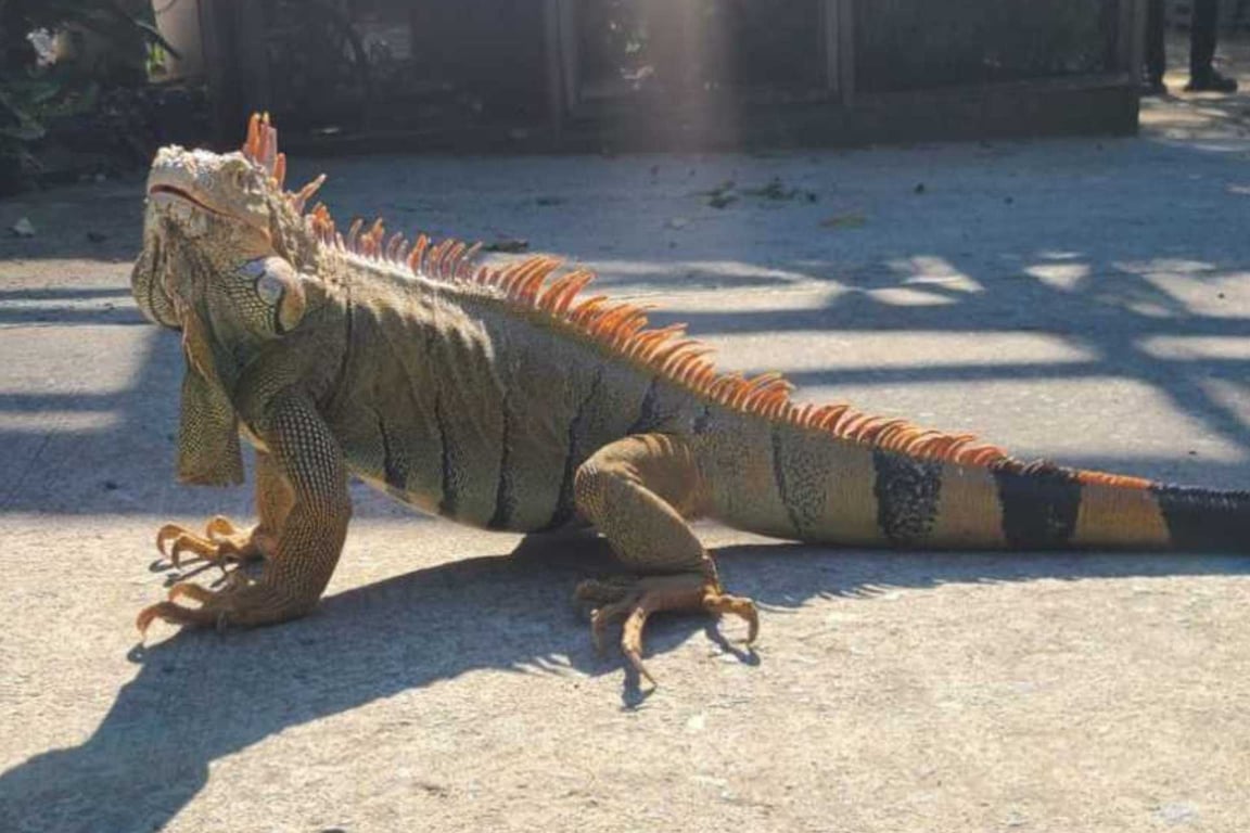 Roatan Iguana Farm: Our Expert Visitor's Guide image