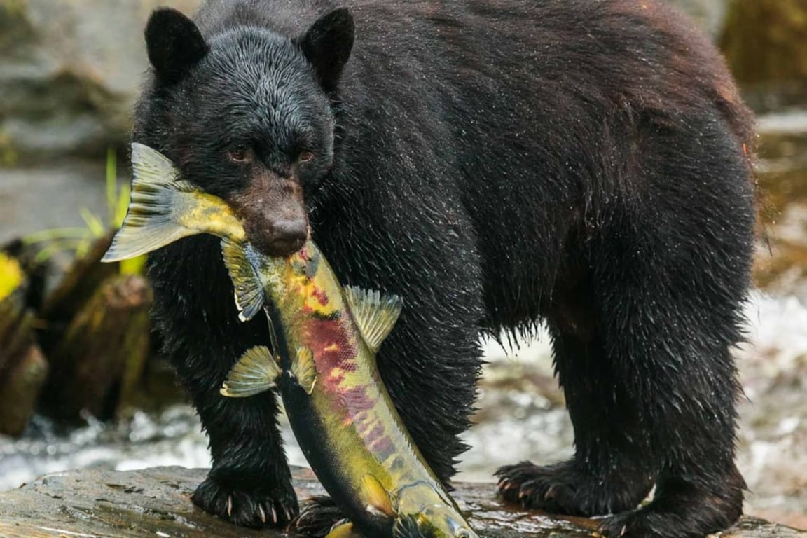 Neets Bay Bear Watch Tour Image 1