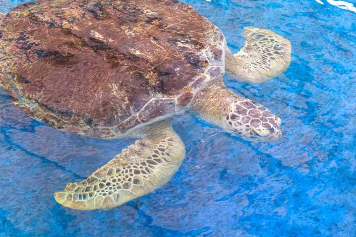 Cayman Turtle Centre: Our Expert Visitor's Guide image