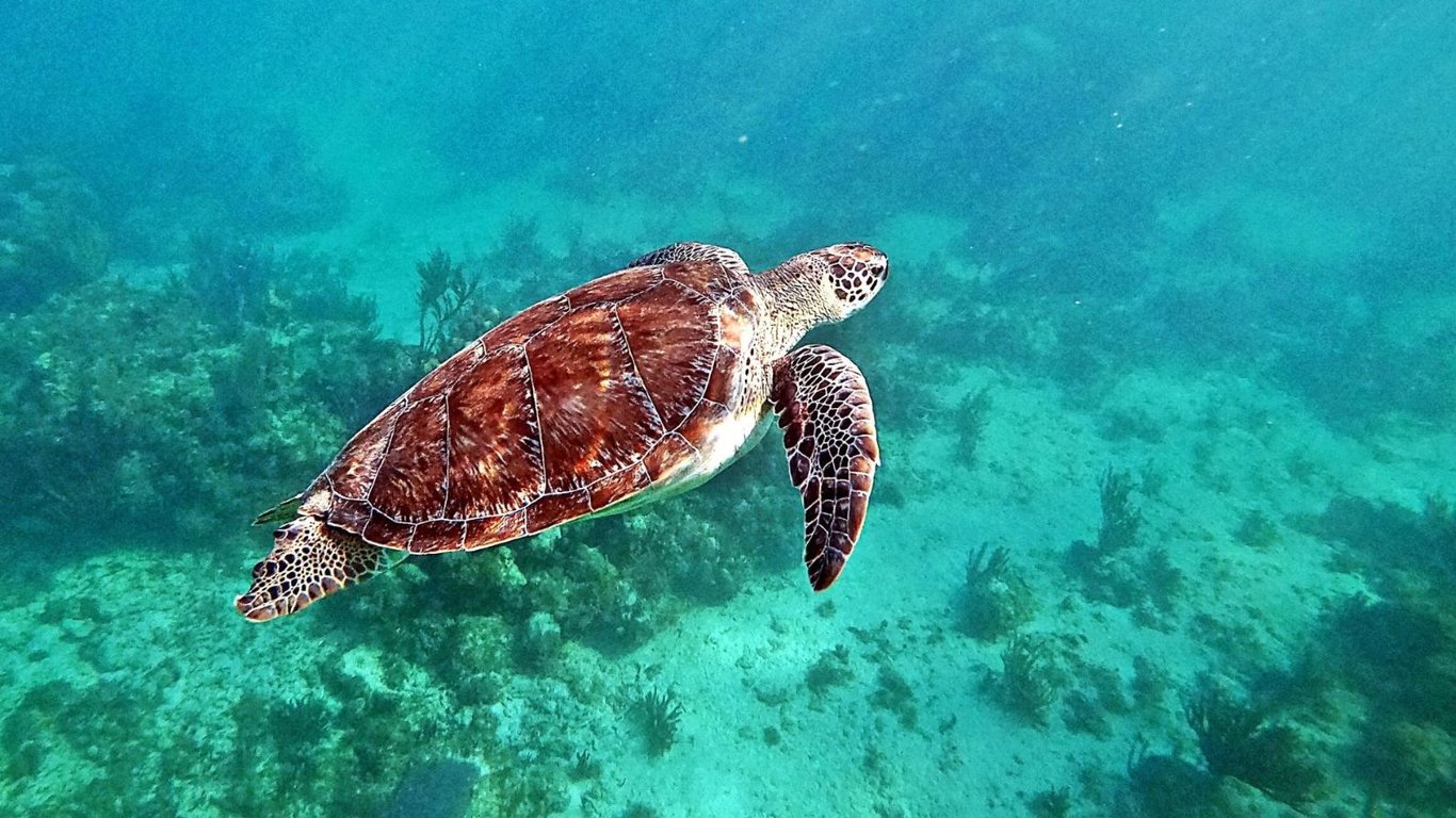 Tulum Ruins, Akumal Sea Turtle Snorkel & Cenote Tour From Tulum image