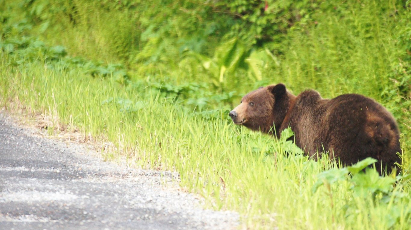 Wilderness Tour and Brown Bear Search Tour Image 3