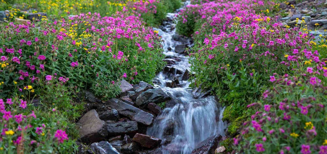 wildflowers in Glacier National Park