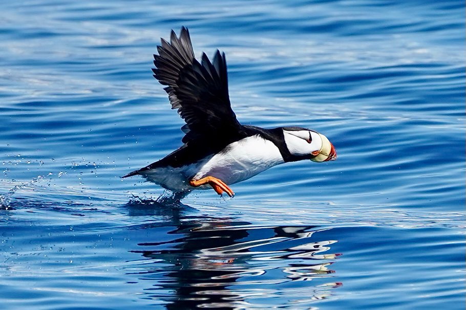 8.5 Hour Northwestern Fjord Cruise Tour Image 7