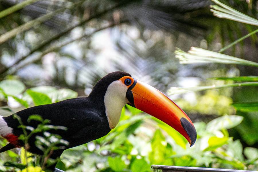 Toucan bird