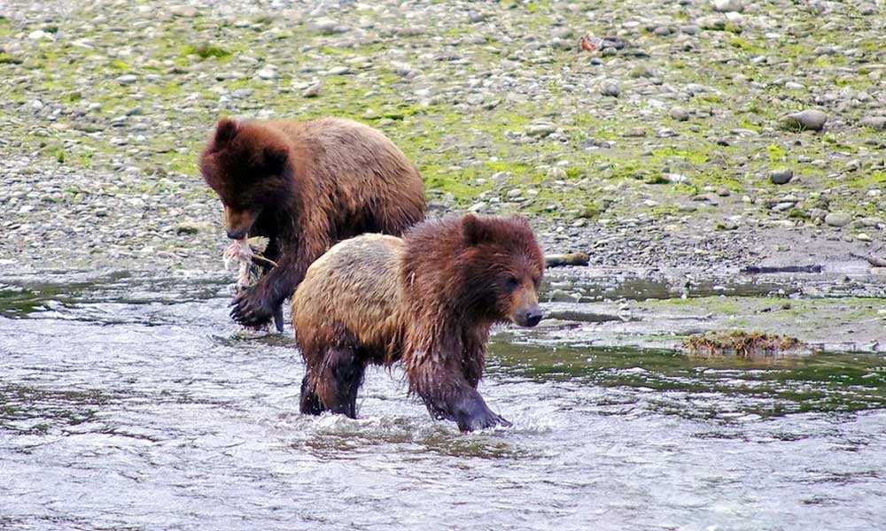 Pack Creek Brown Bear Viewing Tour Image 3