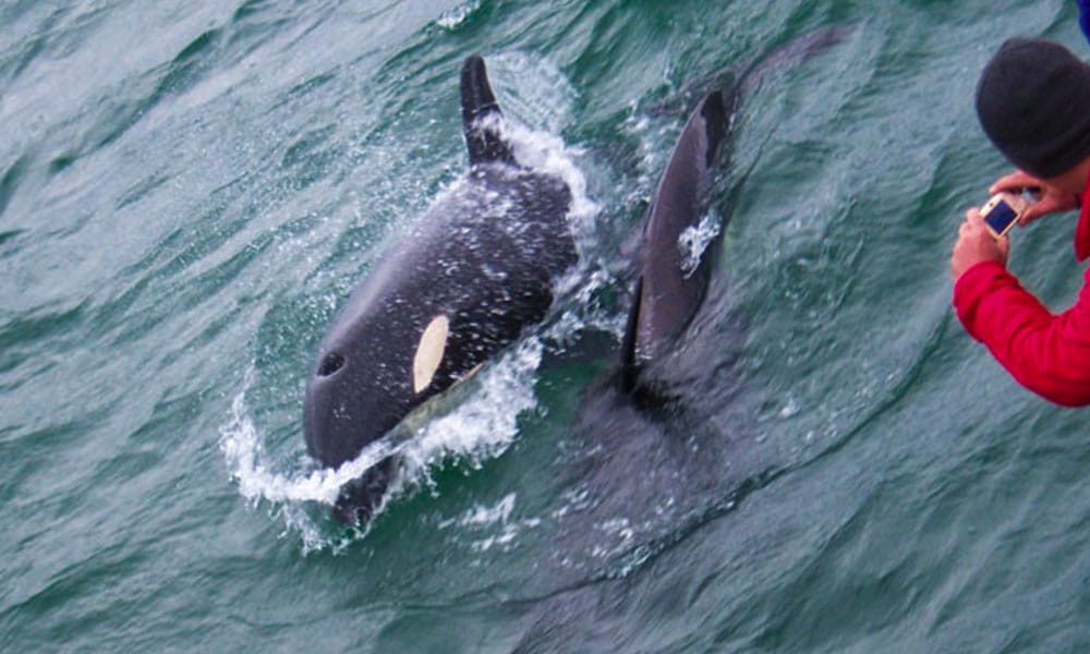 Whale Watching Tour Tour Image 7