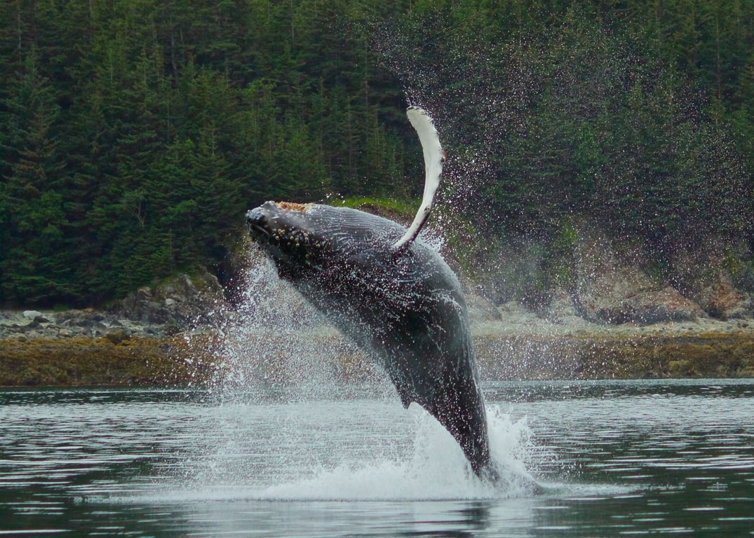 3 Hour Juneau Whale Watching Tour Image 4