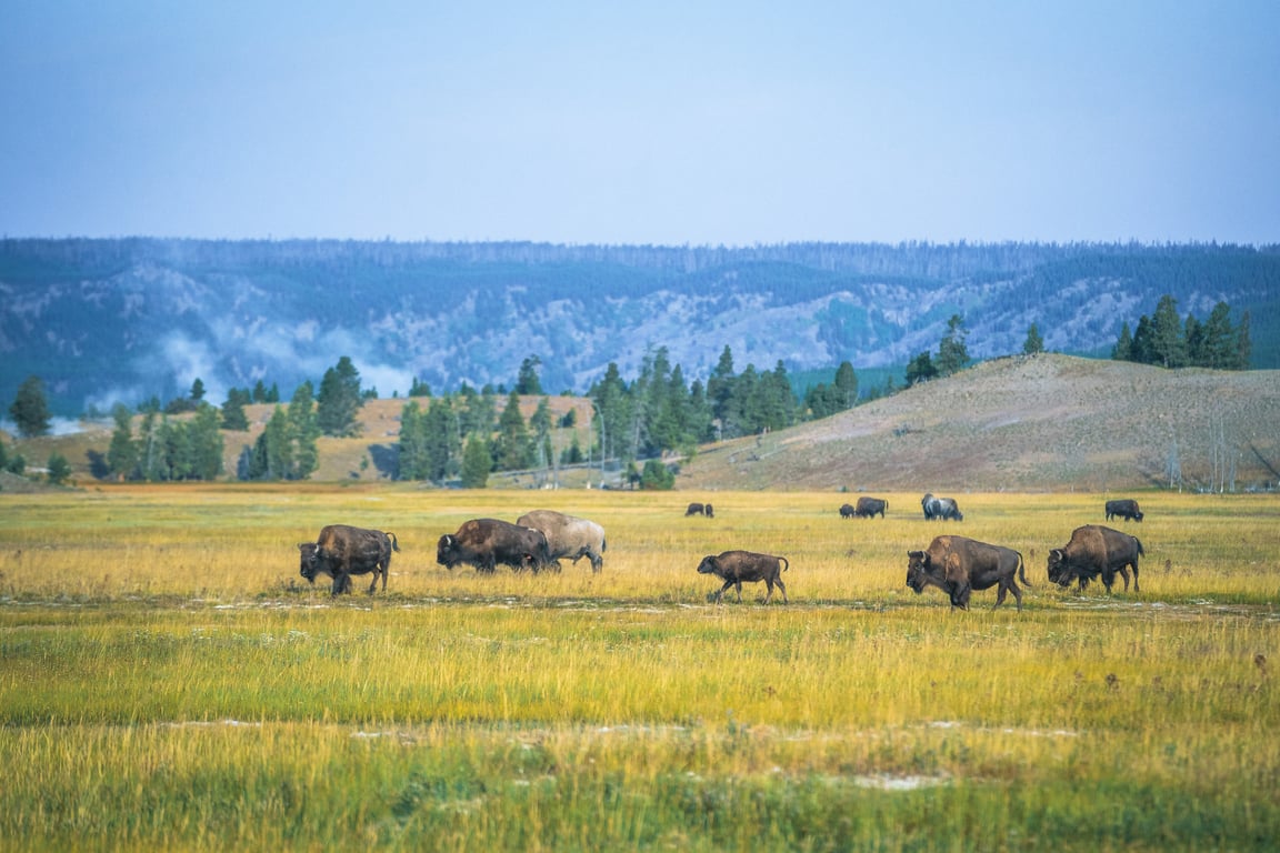 Sightseeing in West Yellowstone image