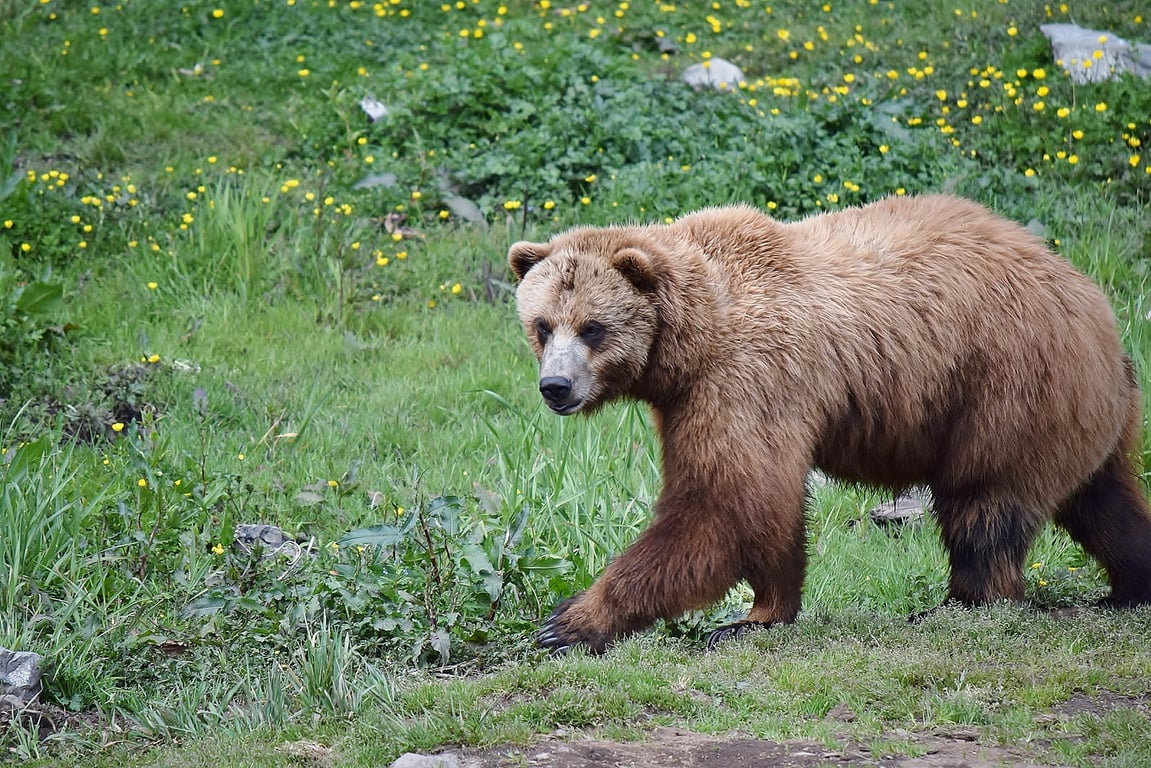 Bear Watching in Sitka image