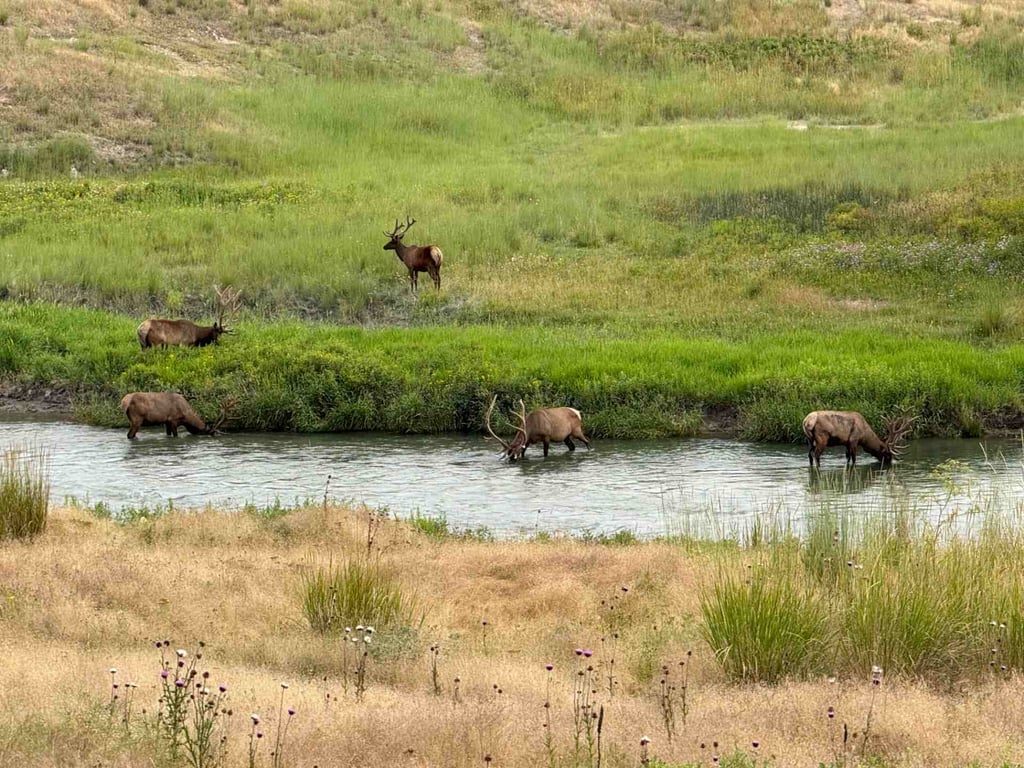 CSKT Bison Range Wildlife Viewing Tour Tour Image 4