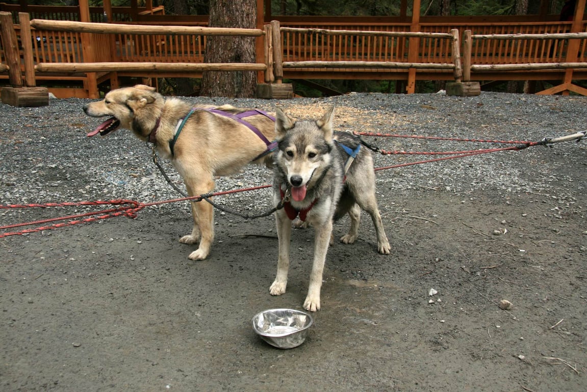 Dogsledding in Juneau: An Authentic Alaskan Experience