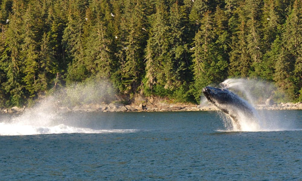 Whale Watching Tour Tour Image 31