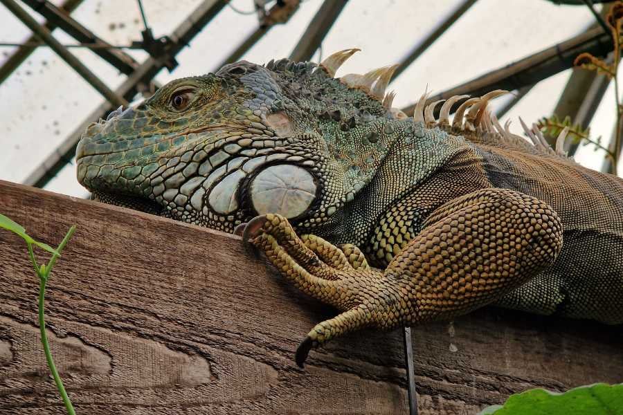 An iguana perches on a wooden beam, gazing into the distance.