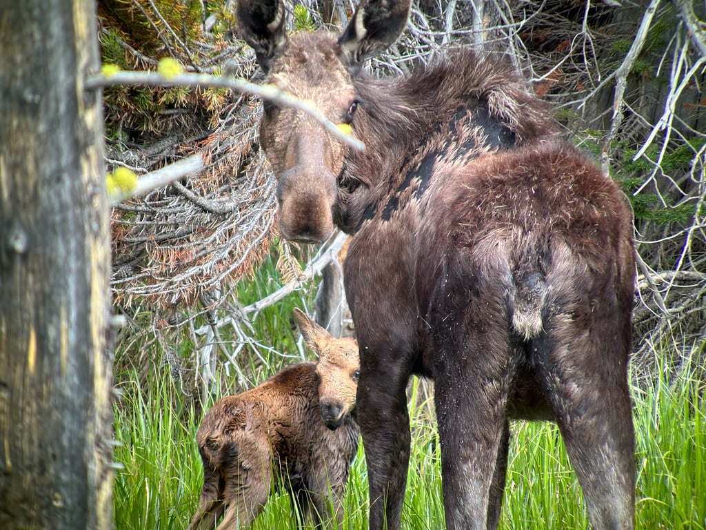 Yellowstone Highlights Tour Tour Image 4