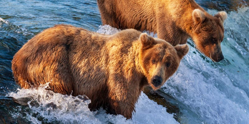 You’d Better BEARlieve It