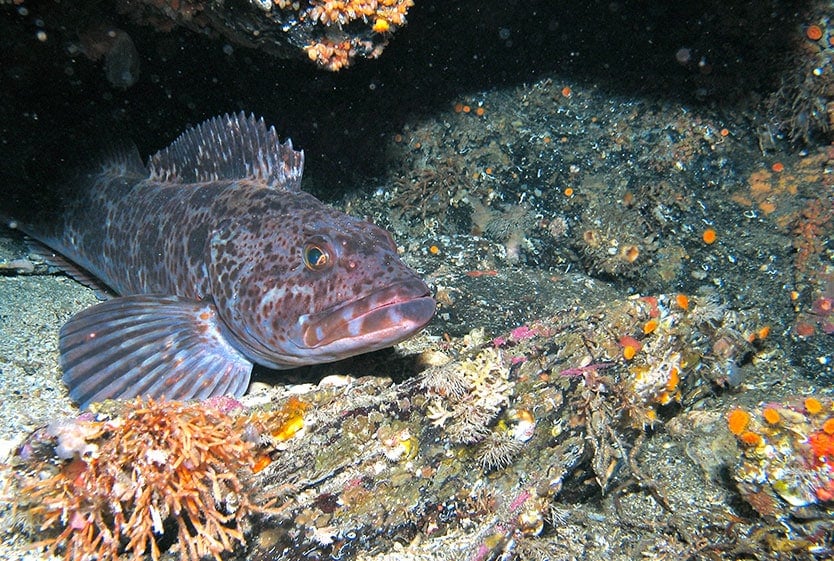 Mountain Point Snorkeling Adventure Tour Image 4