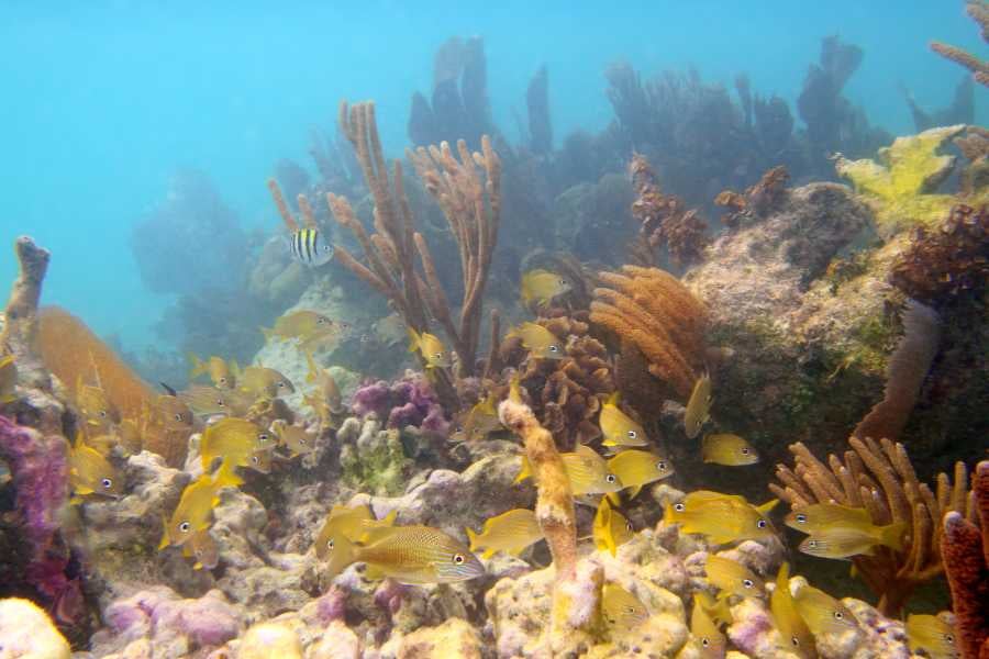 Small yellow fish swimming through soft coral in the sea.