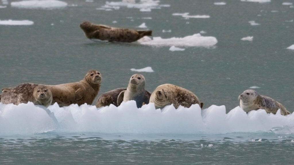 8.5 Hour Northwestern Fjord Cruise Tour Image 2