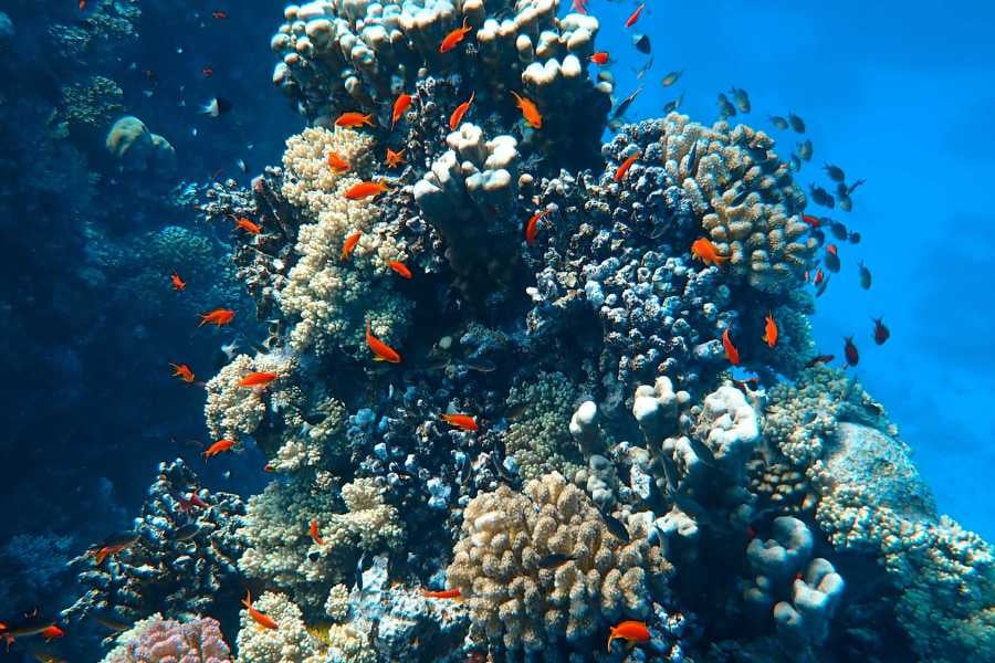 A reef packed with bright coral and tiny, colorful fish.