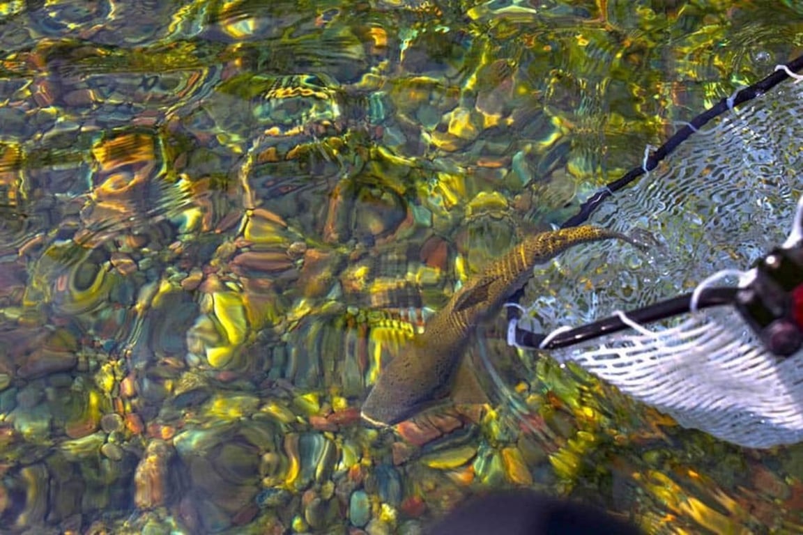 Montana Fly Fishing - Half-Day Tour Image 4