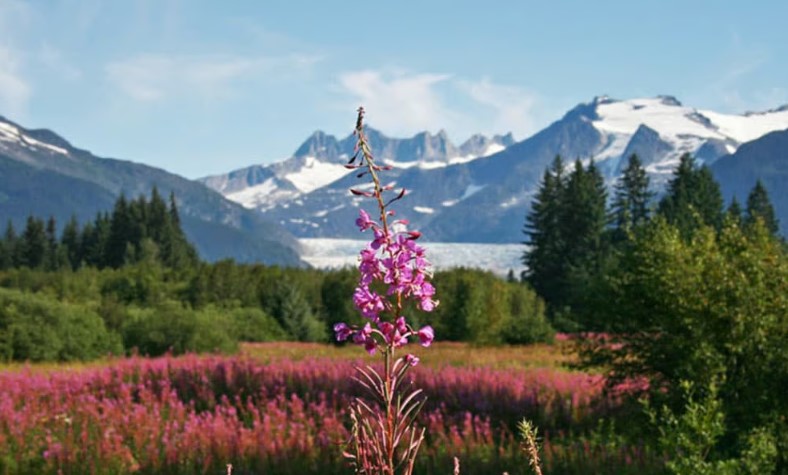 Glacier Shuttle Tour image