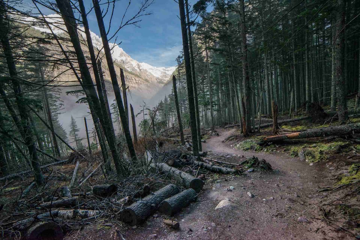 Avalanche Lake Guided Day Hike In Glacier National Park Tour Image 5