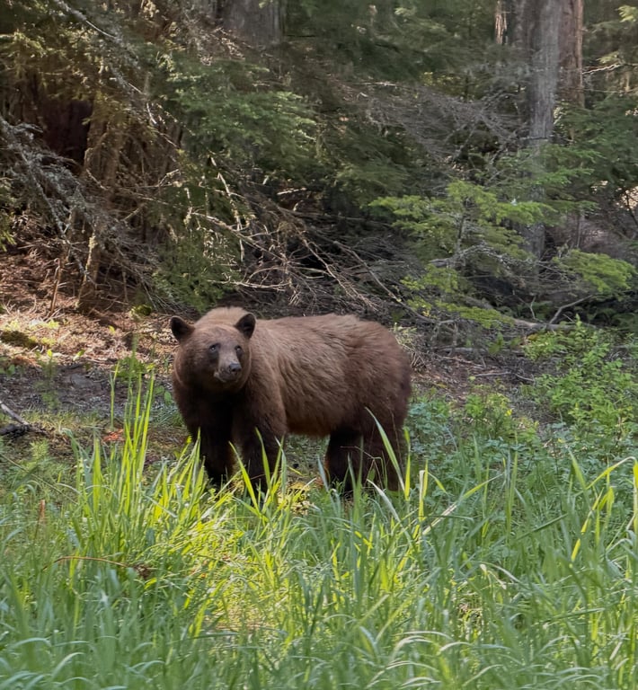 Private West Glacier Scenic Driving Tour Tour Image 8